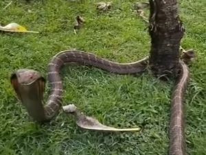 Geger King Cobra Masuk Vila hingga Pria Inggris Tewas Dikeroyok