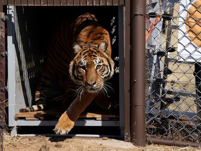 Pelepasan Singa dan Harimau dari Kebun Binatang Lujan ke Alam Liar