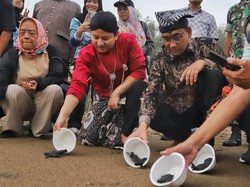 Konservasi Penyu Taman Kili-kili Jadi Laboratorium Bersama UB