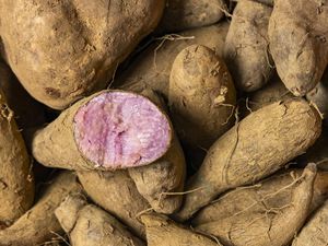 Warnanya Mirip, Apa yang Bikin Ube Lebih Mahal dari Ubi Ungu?