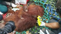 Kisah Penyelamatan Orang Utan di Kalbar Saat Puncak Musim Kemarau