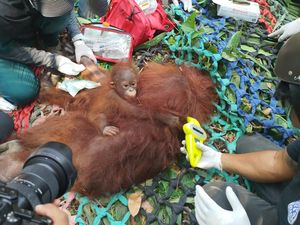 Kisah Penyelamatan Orang Utan di Kalbar Saat Puncak Musim Kemarau