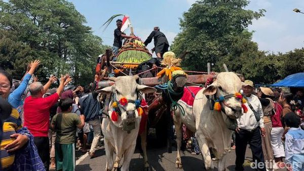 Merawat Tradisi, 43 Cikar Ramaikan Parade Cikar di Kabupaten Kediri