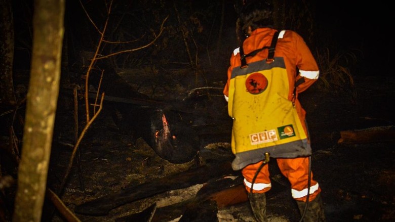 Karhutla Berau, Api Dekati Pusat Rehabilitasi Orang Utan