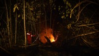 Aduh, Kebakaran Hutan di Berau Makin Dekat dengan Habitat Orang Utan