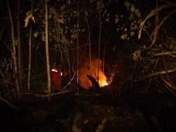 Karhutla di Berau Dekat Habitat Orang Utan, Abu Masuk ke Kandang