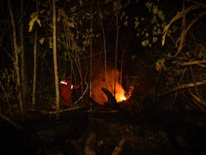 Aduh, Kebakaran Hutan di Berau Makin Dekat dengan Habitat Orang Utan