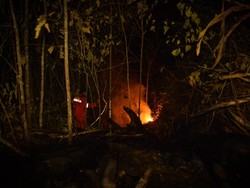 Karhutla di Berau Dekat Habitat Orang Utan, Abu Masuk ke Kandang