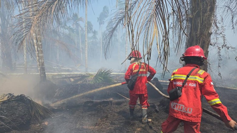 Kebun Pinang Terbakar di Jambi Seluas 2,5, Ha, Petugas Kesulitan Sumber Air