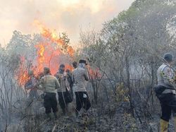 Kebakaran di Taman Nasional Way Kambas Seluas 673 Hektare, Belum Padam