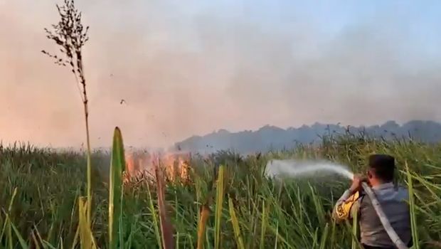 Kebakaran hutan dan lahan (karhutla) yang terjadi di kawasan Taman Nasional Way Kambas (TNWK), Kabupaten Lampung Timur, berhasil dipadamkan pada Sabtu (22/8/2026) malam. (Dok. Polda Lampung)