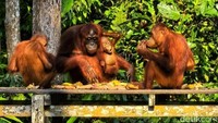 Si Paru-Paru Dunia Itu sedang Terluka dengan Cara Paling Menyakitkan