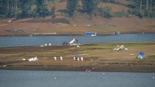 Kemarau Panjang, Situ Cileunca Menyusut hingga 40 Meter