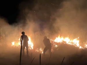 Sempat Padam, Titik Api Baru Kembali Muncul di Taman Nasional Way Kambas