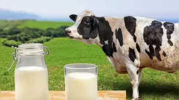 Kaya Nutrisi, Kenali 5 Khasiat Minum Susu Setiap Hari bagi Tubuh