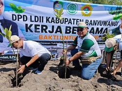 LDII-MUI dan Pemkab Banyuwangi Tanam 1.000 Mangrove di Pantai
