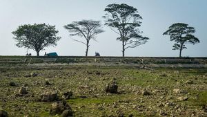 Kemarau Berkepanjangan, Waduk Sumur Karang Tangerang Kini Mengering