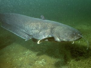 Dari Satu Ember, Ikan Ini Jadi Monster Sungai 50 Tahun Kemudian
