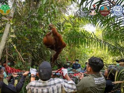 Habitat Satwa Terdampak Imbas Karhutla di Kalbar, 3 Orang Utan Dievakuasi