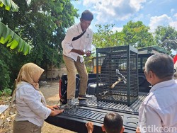 Sadar Diri, Warga Bondowoso Serahkan Burung Elang ke BKSDA