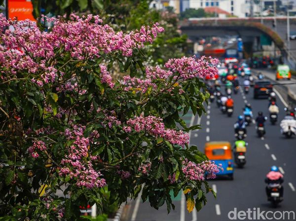 Tabebuya Mekar di Tengah Jakarta, Pemandangan Jalanan Jadi Makin Cantik