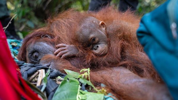 Evakuasi Induk dan 2 Anak Orang Utan yang Terjebak Akibat Karhutla
