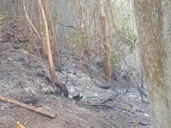 Kebakaran Lahan di Sekumpul Buleleng, Sejumlah Titik Api Sulit Dijangkau