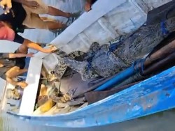 5 Buaya Ditangkap di Sungai Budong-budong Mateng Usai Bocah Tewas Diterkam