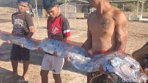Ikan Oarfish Terdampar di Pantai NTB, Sering Dikaitkan dengan Bencana