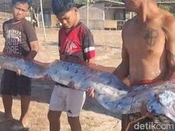 Ikan Kiamat Oarfish Muncul di Pantai Pink Lombok, Diduga Terkait Gempa NTT
