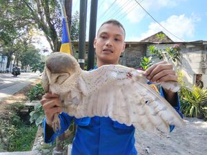 Kasihan! Burung Hantu Tersangkut Benang Layangan di Magelang