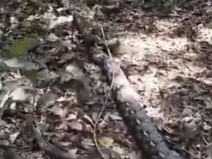 Ular Piton 7 Meter Dibunuh Warga Usai Hendak Mangsa Sapi di Enrekang