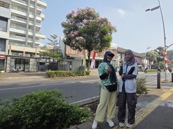 Video: Bukan di Jepang! Jakarta Lagi Cantik-Cantiknya Dipenuhi Bunga Tabebuya