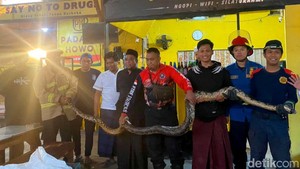 Bikin Geger! Piton 5 Meter Masuk Warung Kopi di Pasuruan