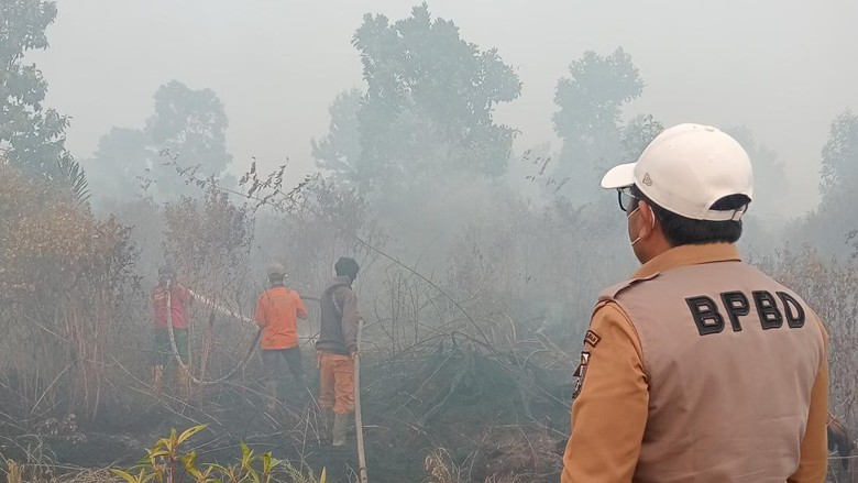 Karhutla di Riau Meluas, Habitat Harimau di Suaka Margasatwa Kerumutan Hangus