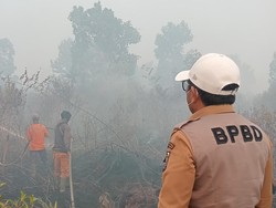 Karhutla di Riau Meluas, Habitat Harimau di Suaka Margasatwa Kerumutan Hangus