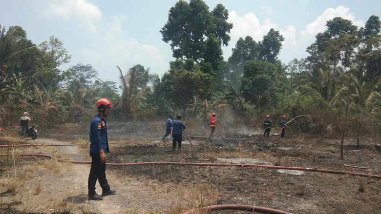 Warga Lamsel Lalai Bakar Sampah Akibatkan 1,5 Hektare Lahan Hangus