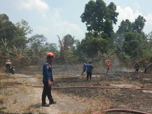 Warga Lamsel Lalai Bakar Sampah Akibatkan 1,5 Hektare Lahan Hangus