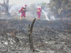 Pemprov Usul 14 Sumur Bor Cegah Karhutla Meluas di Lahan Gambut Jambi