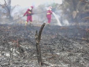 BRIN Uji Teknologi Berbasis Pati Singkong Bantu Padamkan Karhutla