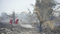 Manggala Agni Padamkan Karhutla di Lahan Gambut Jambi