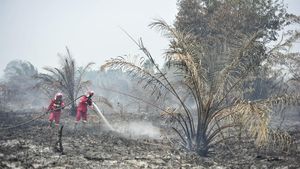 Manggala Agni Padamkan Karhutla di Lahan Gambut Jambi