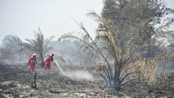 Manggala Agni Padamkan Karhutla di Lahan Gambut Jambi