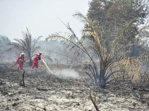 Manggala Agni Padamkan Karhutla di Lahan Gambut Jambi