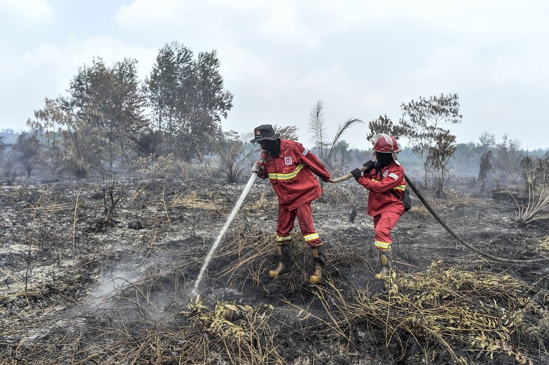 Apakah Tepung Ubi-Singkong Efektif untuk Memadamkan Karhutla? Pakar Beri Jawaban Ini
