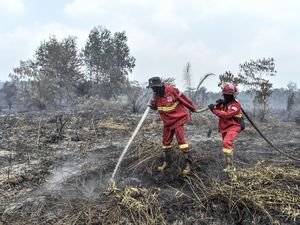 Apakah Tepung Ubi-Singkong Efektif untuk Memadamkan Karhutla? Pakar Beri Jawaban Ini