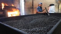 Mengintip Produksi dan Pengolahan Biji Kopi Secara Tradisional