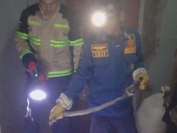 Teror Kobra 1 Meter di Rumah Guru Ngaji Kuningan, Damkar Beraksi