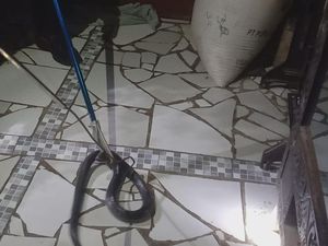 Desis Ular Kobra Jawa di Rumah Guru Ngaji Kuningan