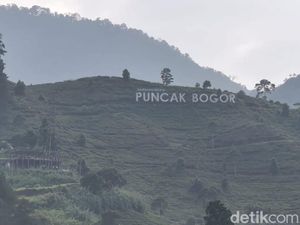 Ironi Puncak Bogor: Ketika Alam Terdesak oleh Pariwisata